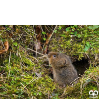 خانواده هامسترهای طلایی و ول‌‌ها FAMILY CICETIDAE